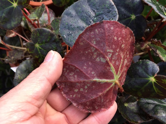 B. ‘Sazanami No.2’